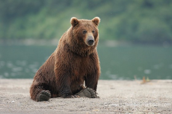 Ours brun au bord du lac Kuril