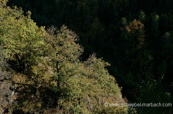 Paysage d'éboulis dans les Vosges