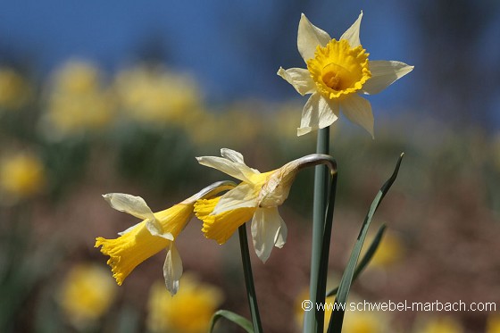 Jonquilles - Massif Vosgien