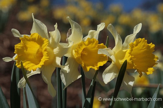 Jonquilles - Massif Vosgien