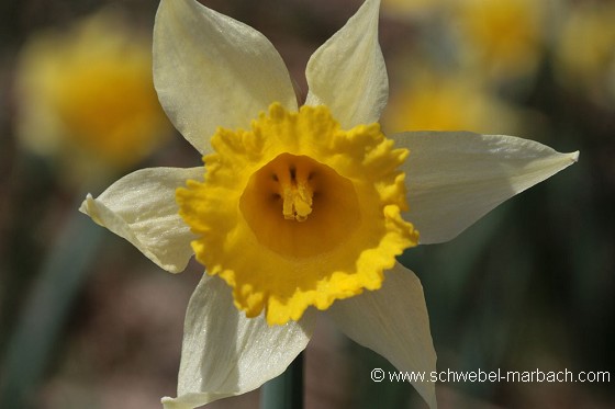 Jonquilles - Massif Vosgien