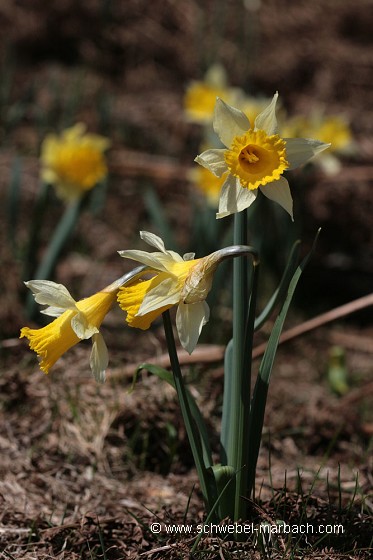Jonquilles - Massif Vosgien