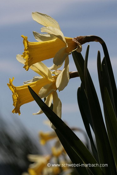 Jonquilles - Massif Vosgien