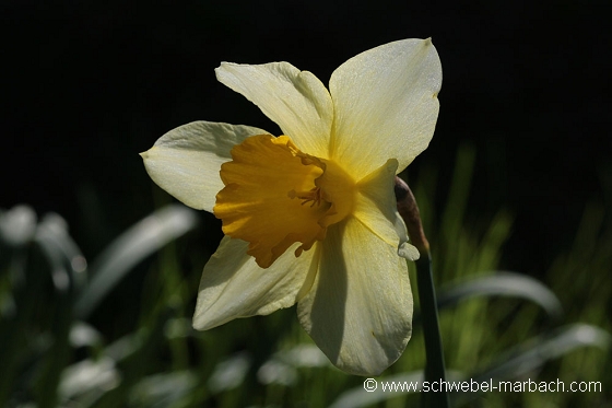 Jonquilles - Massif Vosgien