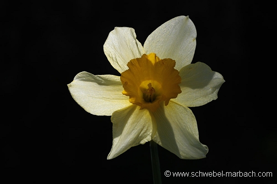 Jonquilles - Massif Vosgien
