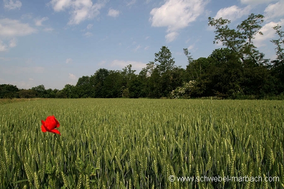 Coquelicot et céréales - Plaine d'Alsace