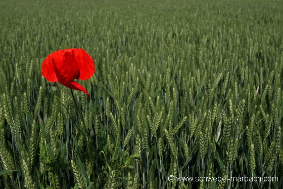 Coquelicot et céréales - Plaine d'Alsace