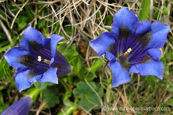 Gentiane sp. - Alpes