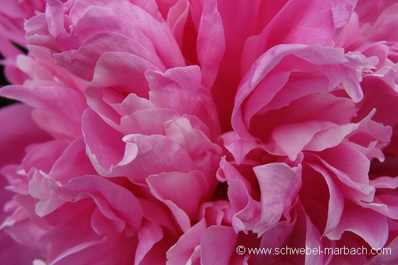 Pivoine