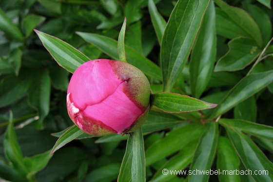 Pivoine