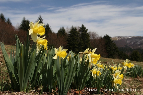 Jonquilles - Massif Vosgien