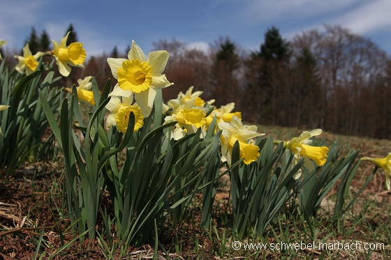 Jonquilles - Massif Vosgien