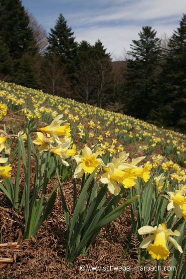 Jonquilles - Massif Vosgien