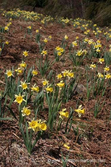 Jonquilles - Massif Vosgien