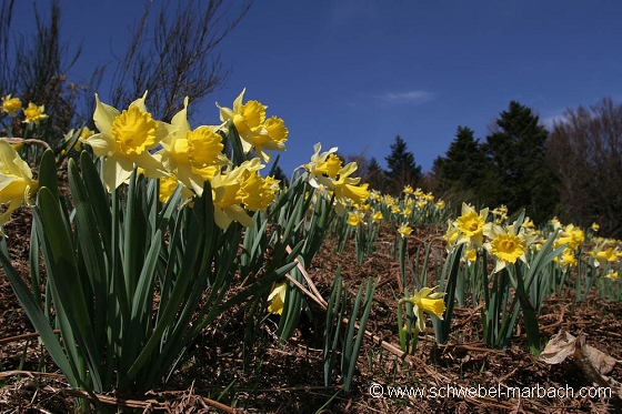 Jonquilles - Massif Vosgien
