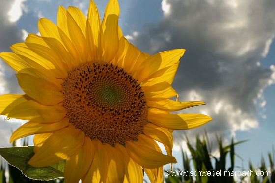 Tournesol - Plaine d'Alsace