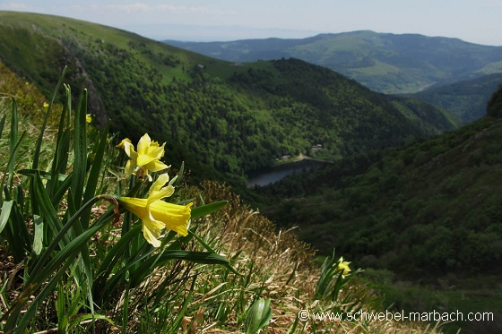 Jonquilles - Massif Vosgien