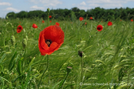 Coquelicots et céréales - Plaine d'Alsace