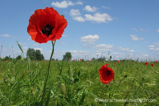 Coquelicots et céréales - Plaine d'Alsace