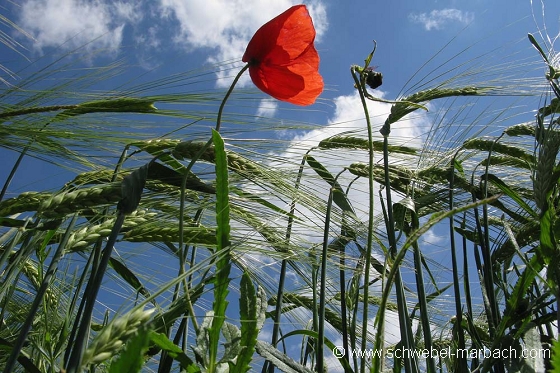 Coquelicots et céréales - Plaine d'Alsace