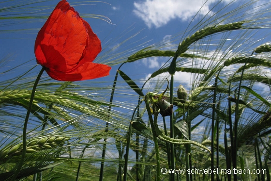 Coquelicots et céréales - Plaine d'Alsace