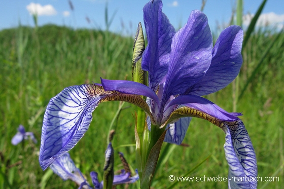 Iris de Sibérie - Ried en plaine d'Alsace