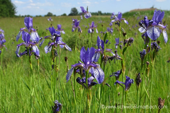 Iris de Sibérie - Ried en plaine d'Alsace