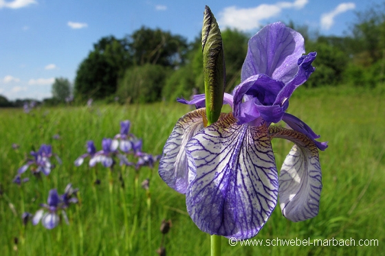 Iris de Sibérie - Ried en plaine d'Alsace