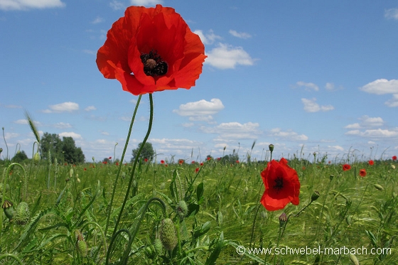 Coquelicots et céréales - Plaine d'Alsace