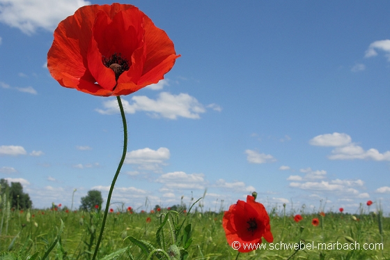 Coquelicots et céréales - Plaine d'Alsace