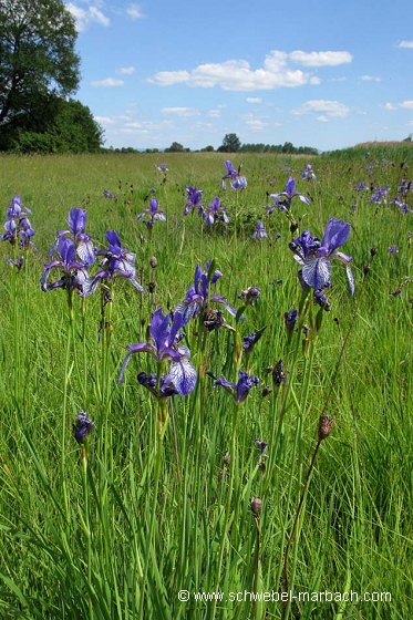 Iris de Sibérie - Ried en plaine d'Alsace