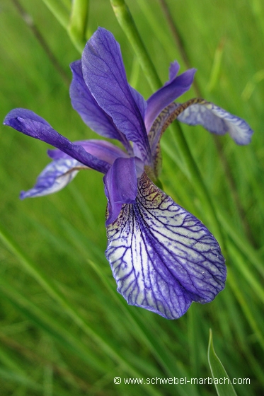 Iris de Sibérie - Ried en plaine d'Alsace