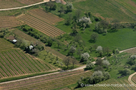 Vergers et vignes dans le piémont alsacien