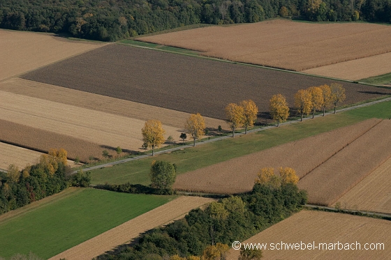 Ried de l'Ill - Plaine d'Alsace