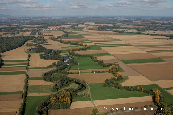 Ried de l'Ill - Plaine d'Alsace