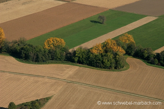 Ried de l'Ill - Plaine d'Alsace