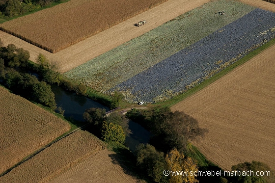 Ried de l'Ill - Plaine d'Alsace