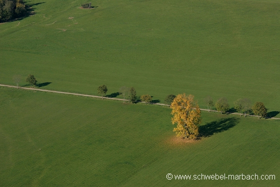 Ried de l'Ill - Plaine d'Alsace