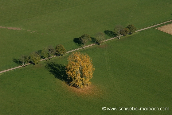 Ried de l'Ill - Plaine d'Alsace