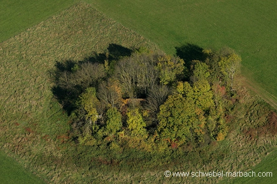 Ried de l'Ill - Plaine d'Alsace