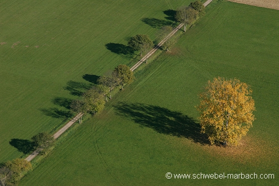 Ried de l'Ill - Plaine d'Alsace