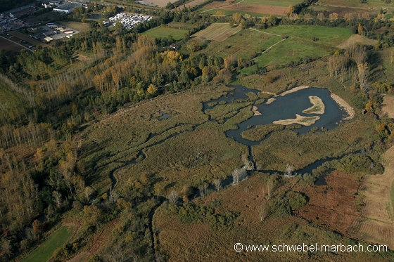 Zone humide des Rohrmatten à Sélestat - Ried de l'Ill