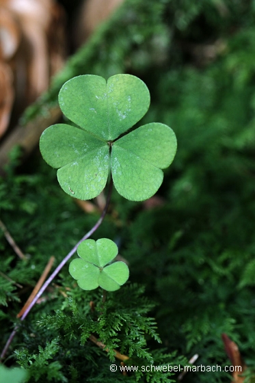 Oxalis en sous-bois - Massif Vosgien