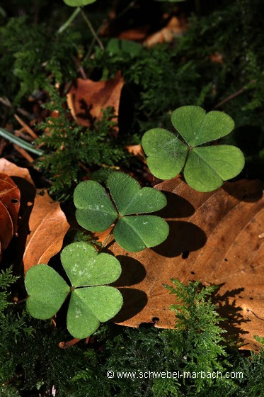 Avril 2010 - Oxalis dans le Massif Vosgien