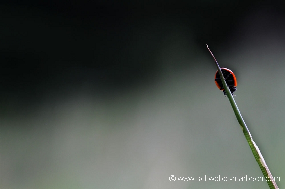 Juillet 2010 - Coccinelle