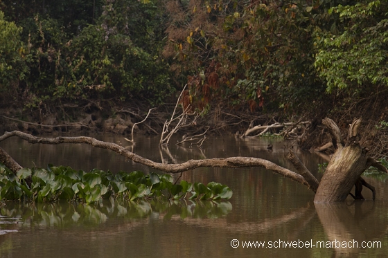 Bords de la rivière Cuiaba - Pantanal