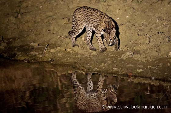 Ocelot - Plaines humides d'Hato Pinero
